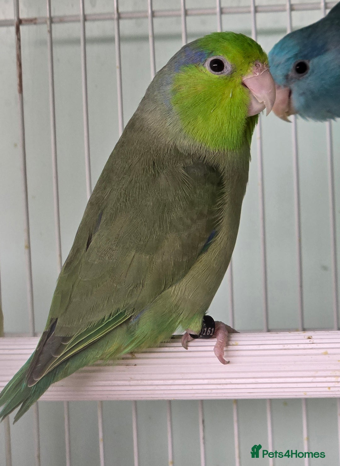 Mixed Breed birds for sale: Stunning Baby Parrotlets available now!!! - Advert 5