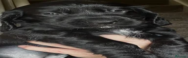 Cocker Spaniel 1
