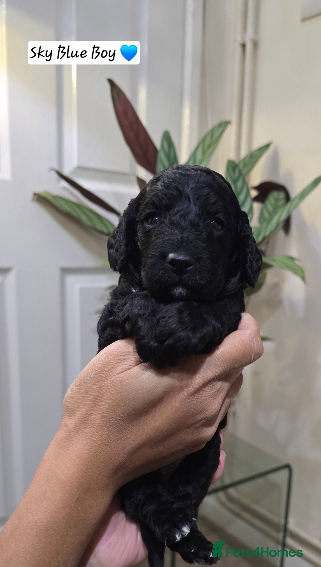 Cockapoo dogs for sale: Cockapoo Puppies Extensive Health Tested - Image 11
