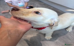 Labrador Retriever dogs for sale: Stunning Labrador puppies 🐶  in Aylesbury - Image 27