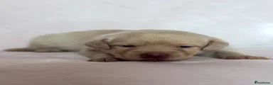 Labrador Retriever 1