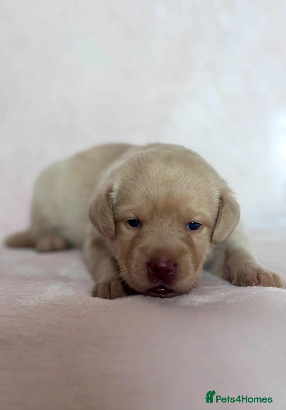 Labrador Retriever dogs for sale: Chunky yellow Labrador pups  - Advert 18