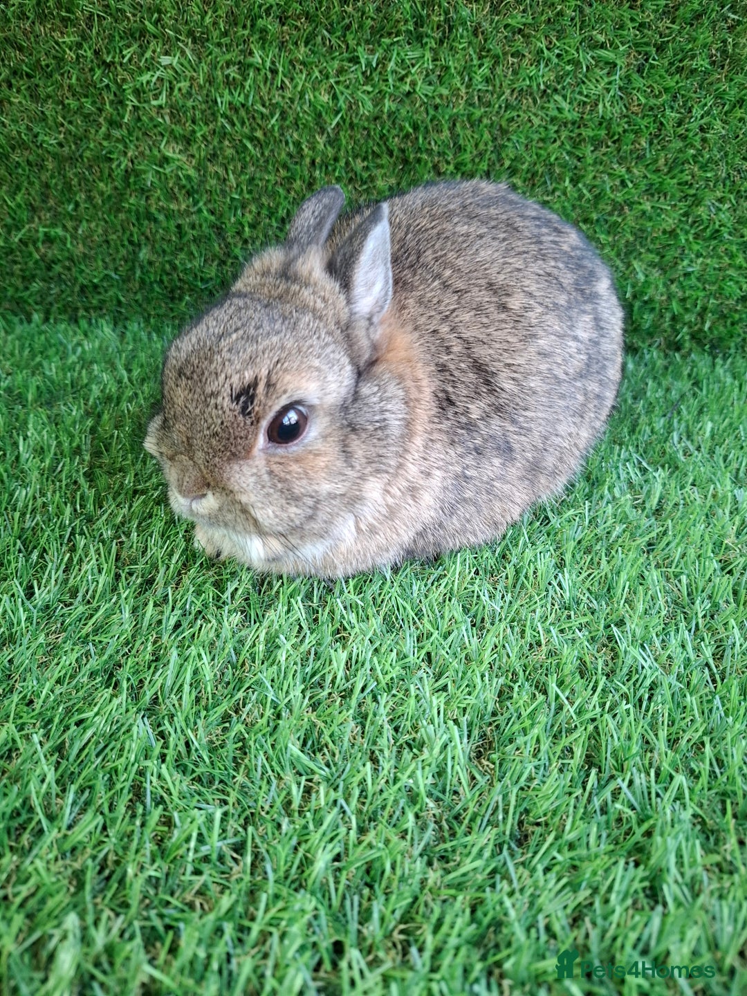 Netherland Dwarf rabbits for sale: QUALITY NETHERLAND DWARF - Advert 4