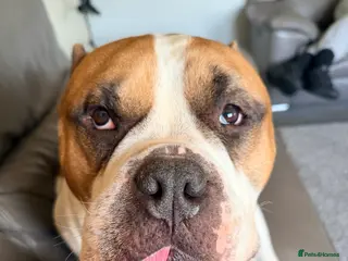 American Bully dogs Boss xx - Advert 6