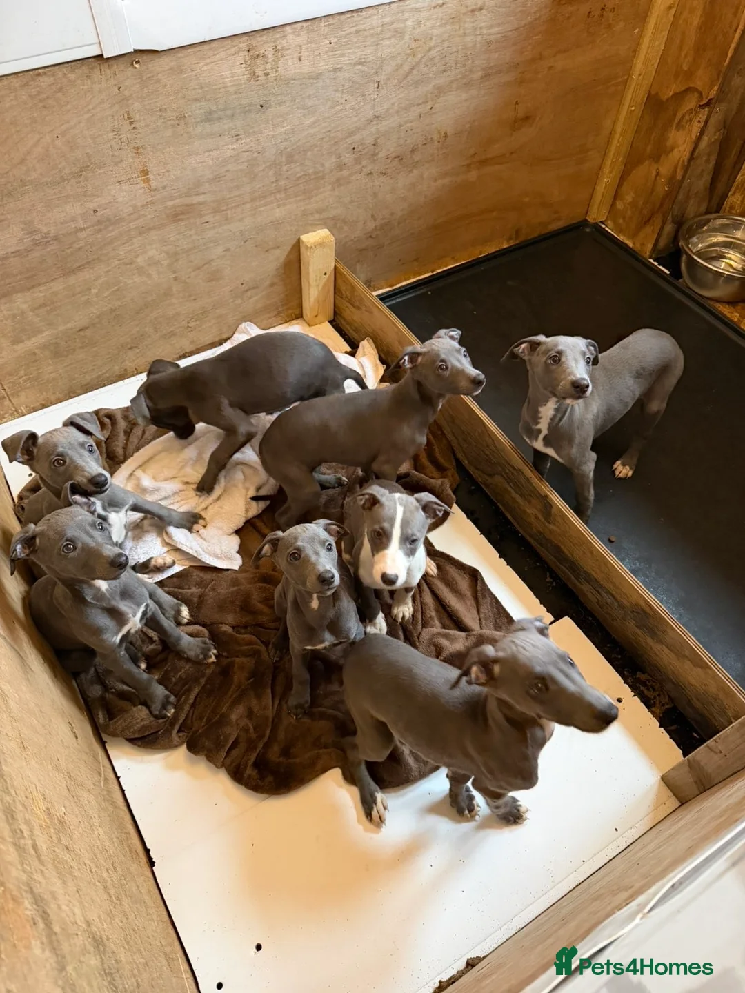 Whippet dogs for sale: Blue whippets in Rhyl - Advert 10