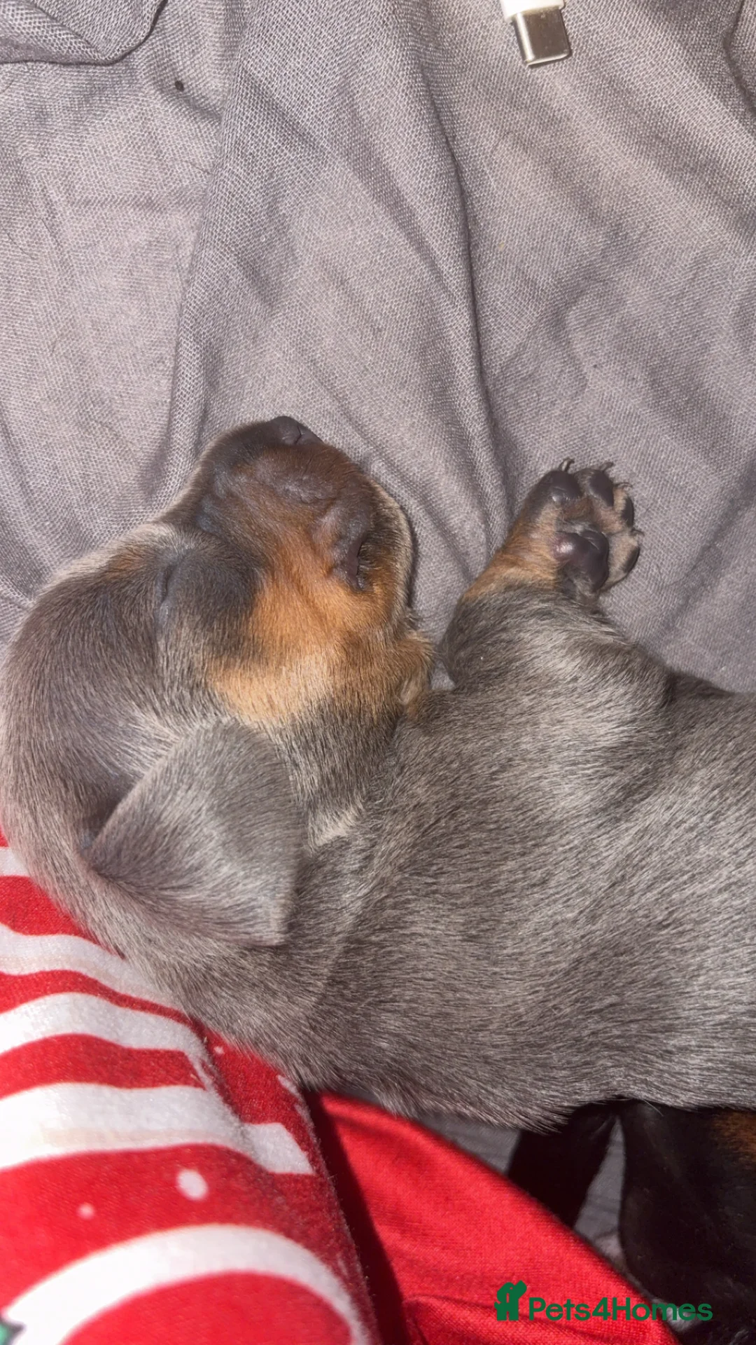 Miniature Dachshund dogs for sale: Last little silver girl available  - Advert 2