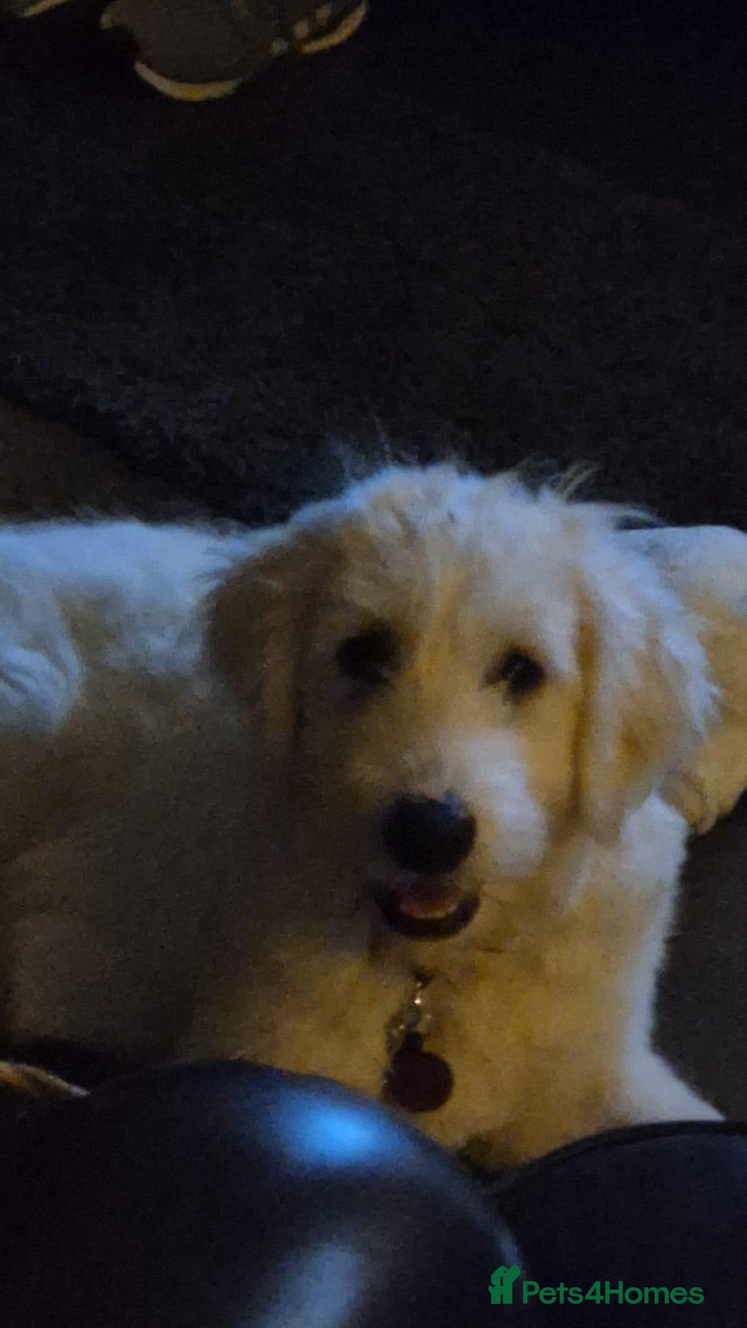 Mixed Breed dogs for adoption: Meet JOJO - a superb big girl, for a Loving Home - Image 32