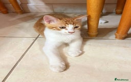Mixed Breed cats for adoption: LUKI TURKISH ANGORA / JUNO SHORT HAIR BONDED PAIR  - Image 5