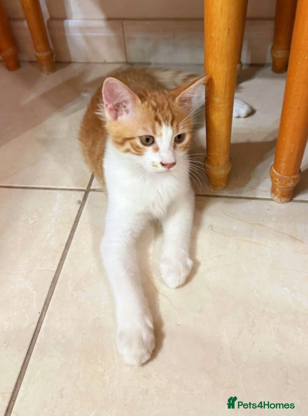 Mixed Breed cats for adoption: LUKI TURKISH ANGORA / JUNO SHORT HAIR BONDED PAIR  - Image 5