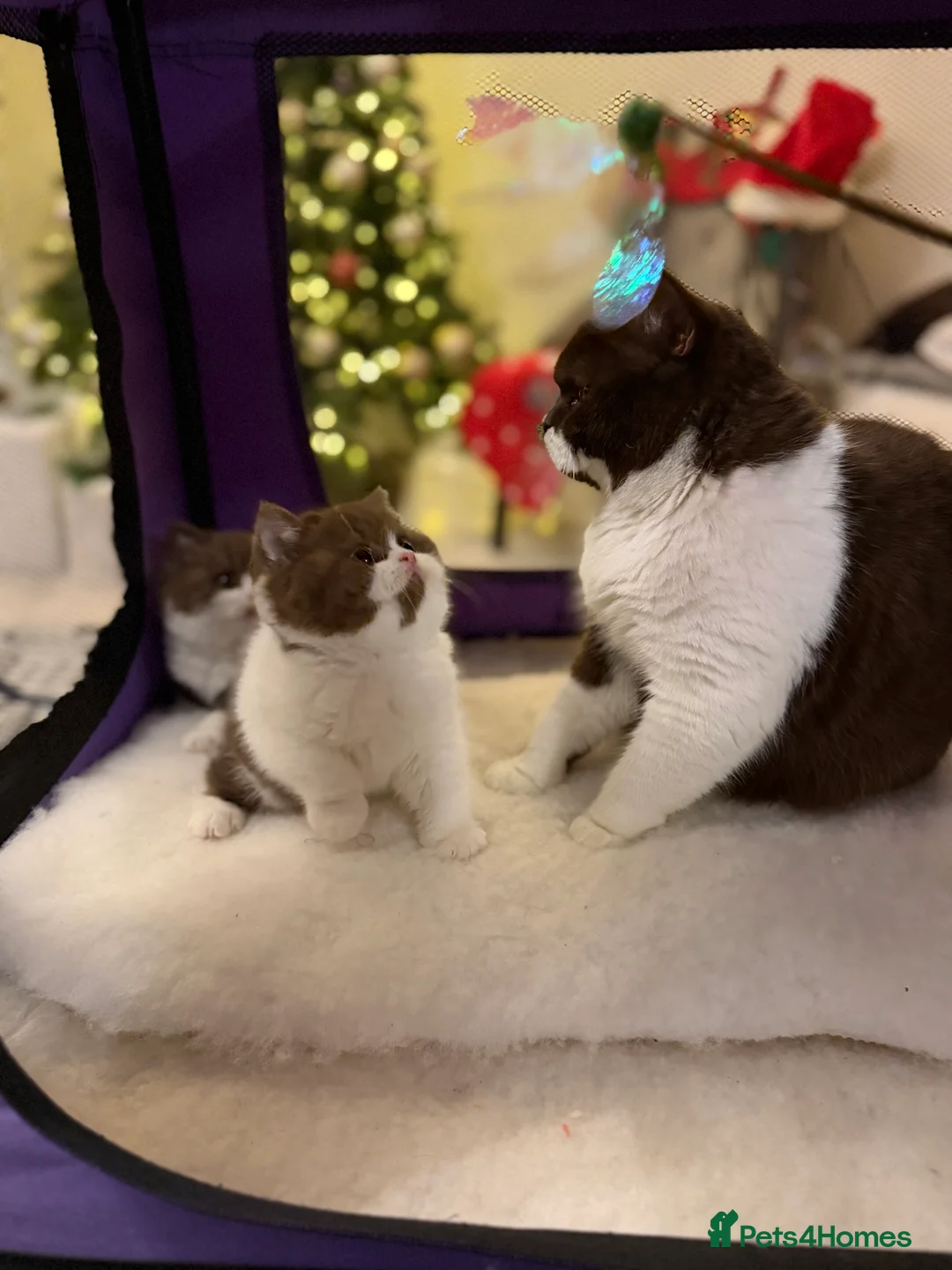 British Shorthair cats for sale: Full Pedigree Registered BSH  - Advert 11