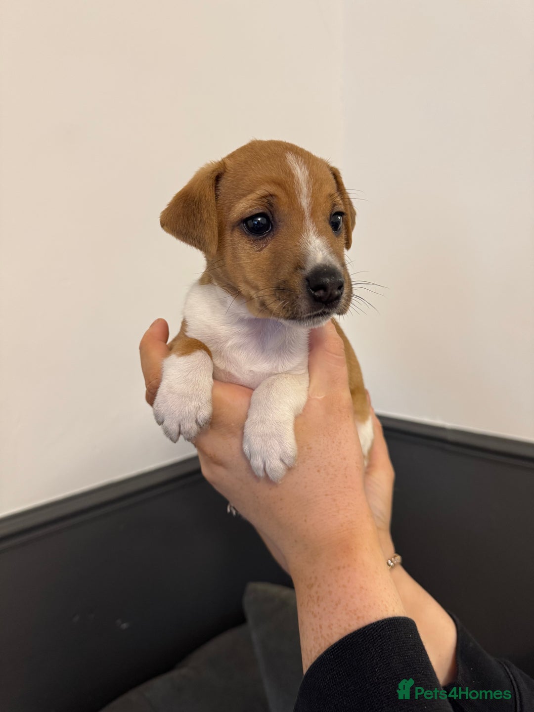 Jack Russell dogs for sale: Jack Russell pup - Image 8
