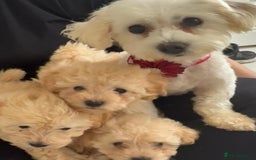 Maltipoo dogs for sale: Tiny Maltipoo Puppies  - Image 7