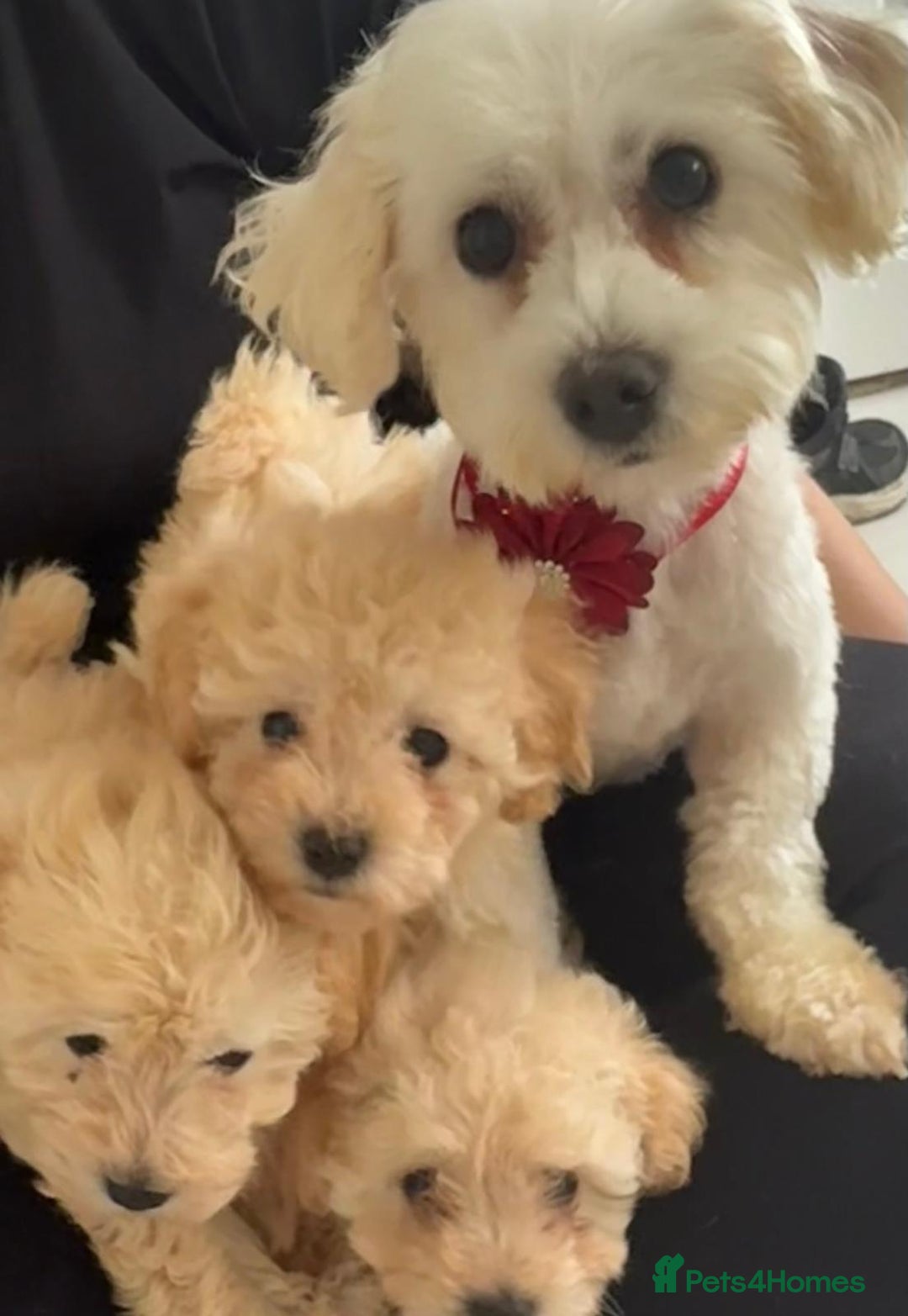 Maltipoo dogs for sale: Tiny Maltipoo Puppies  - Image 7