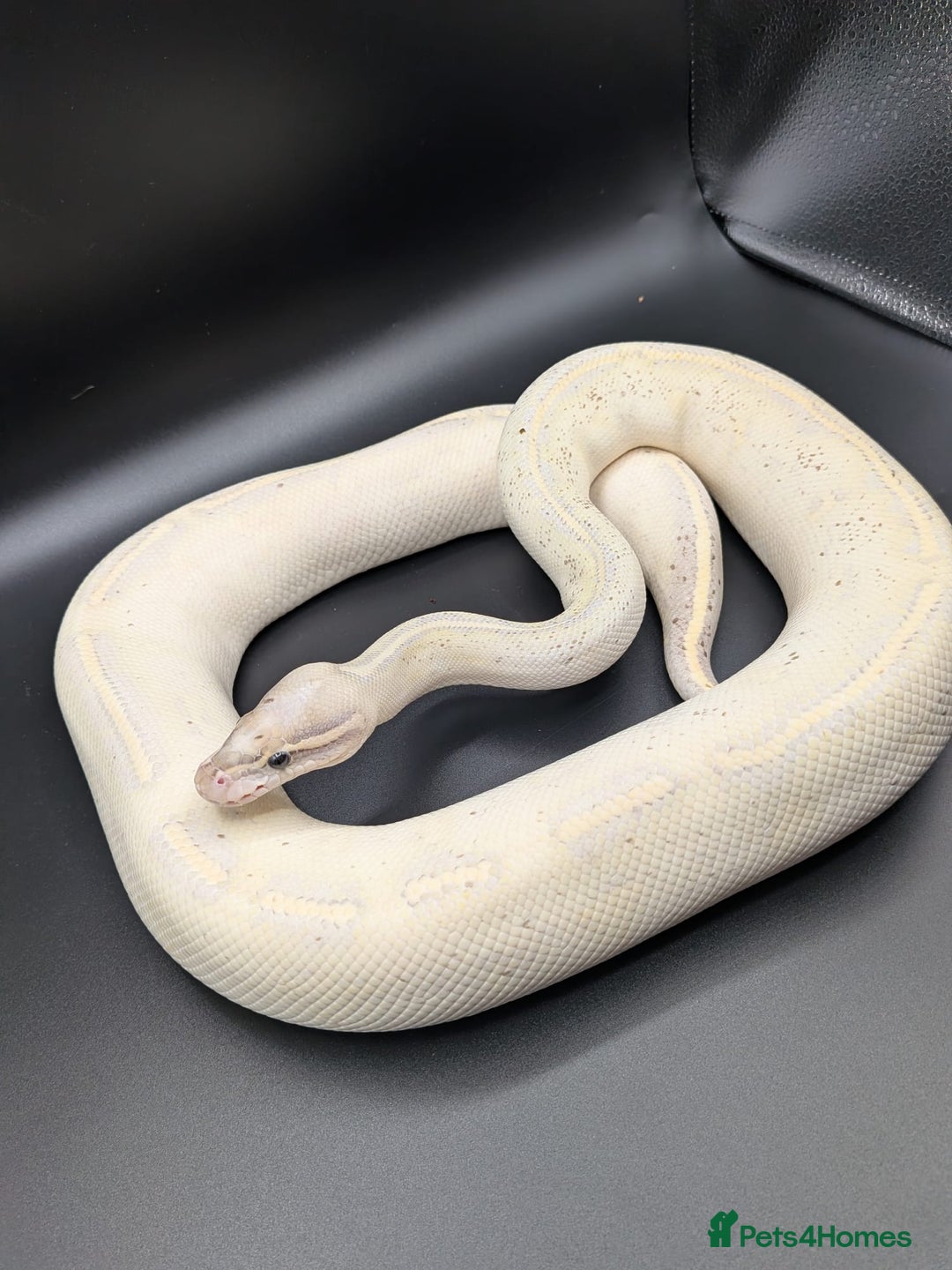 Python Snake reptiles for sale: Royal Pythons  - Image 2
