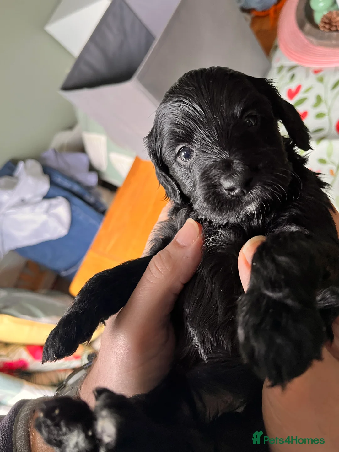 Mixed Breed dogs for sale: Stunning black Australian labradoodle pups - Advert 20