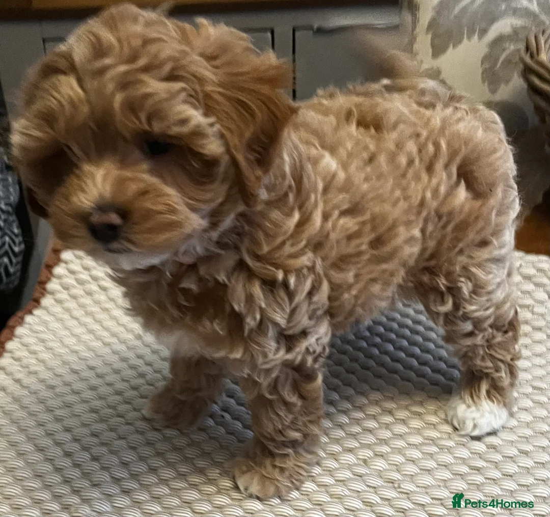 Maltipoo dogs for sale: Gorgeous Maltipoo  - Advert 9