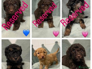 Cavapoo dogs Ready 22nd Dec f1b cavapoos - Advert 1