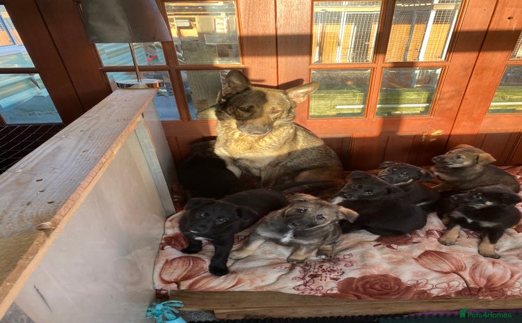 German Shepherd dogs Outstanding German shepherd pups  - Advert 1