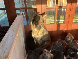 German Shepherd dogs Outstanding German shepherd pups - Advert 3