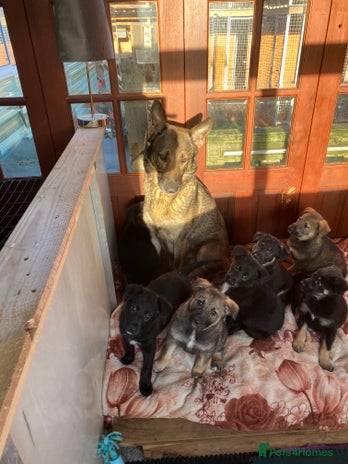 German Shepherd dogs Outstanding German shepherd pups - Advert 2