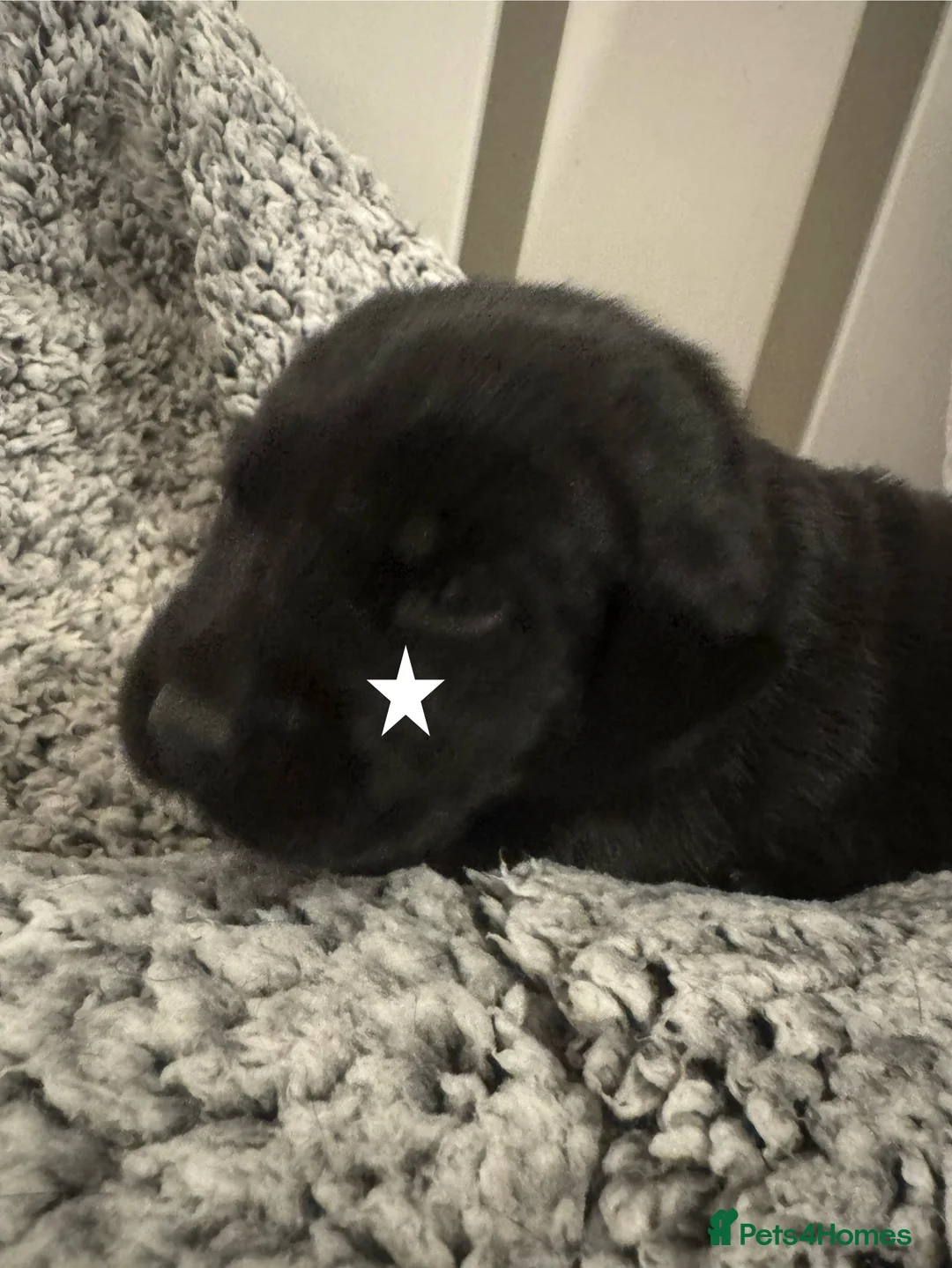 Labrador Retriever dogs for sale: 3 black females remaining – Labrador Retrievers - Advert 26