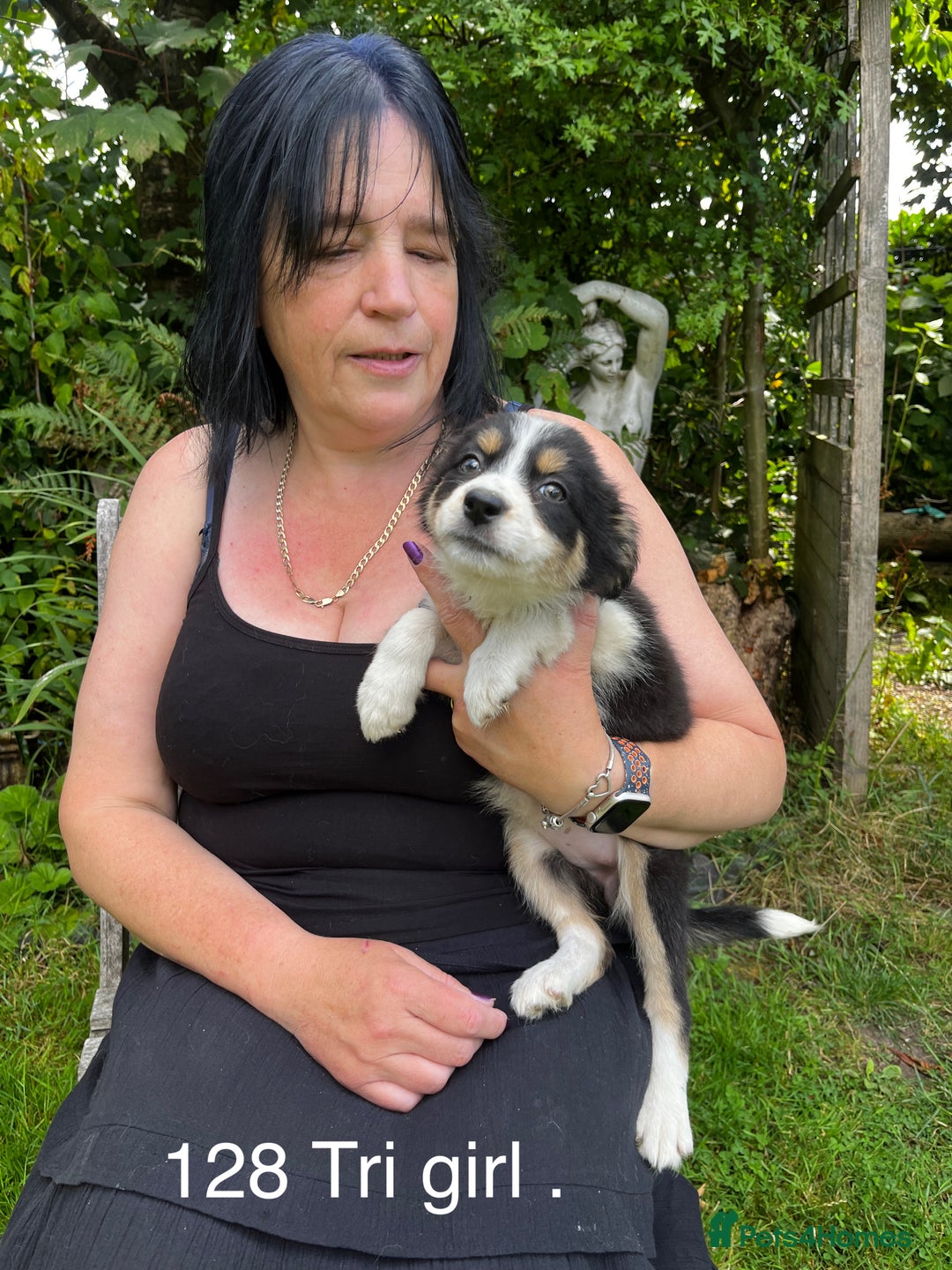 Border Collie dogs for sale: Beautiful baby borders  - Image 8