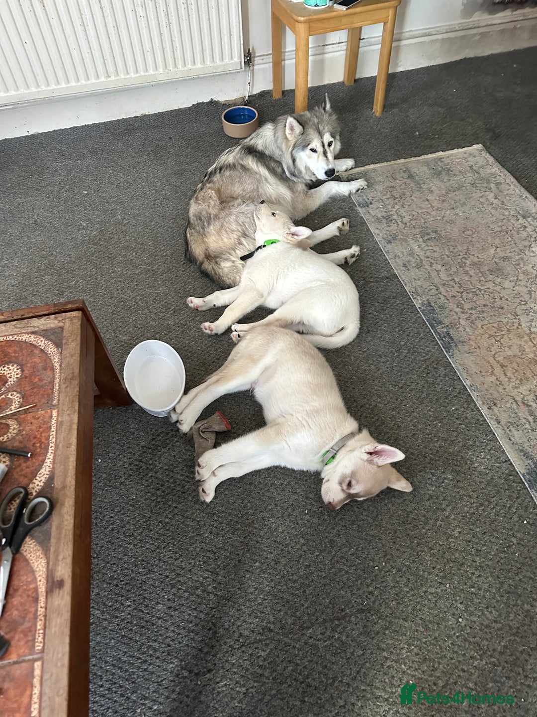 Siberian Husky dogs for sale: Husky Puppies  - Image 8