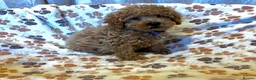 Cavapoo dogs for sale: Cavapoo puppys - Advert 9