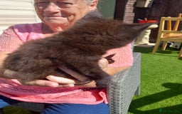 Mixed Breed cats for sale: 4 black kittens with a bit of white  - Image 4