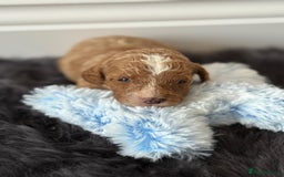 Cavapoo dogs for sale: Beautiful F1b Cavapoo's 🧬 DNA Tested Parents - Image 5