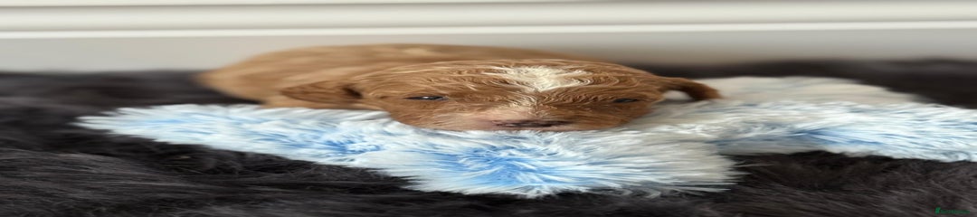 Cavapoo Puppy 2