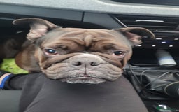 English Bulldog dogs for sale: Adult female bulldog  - Image 3