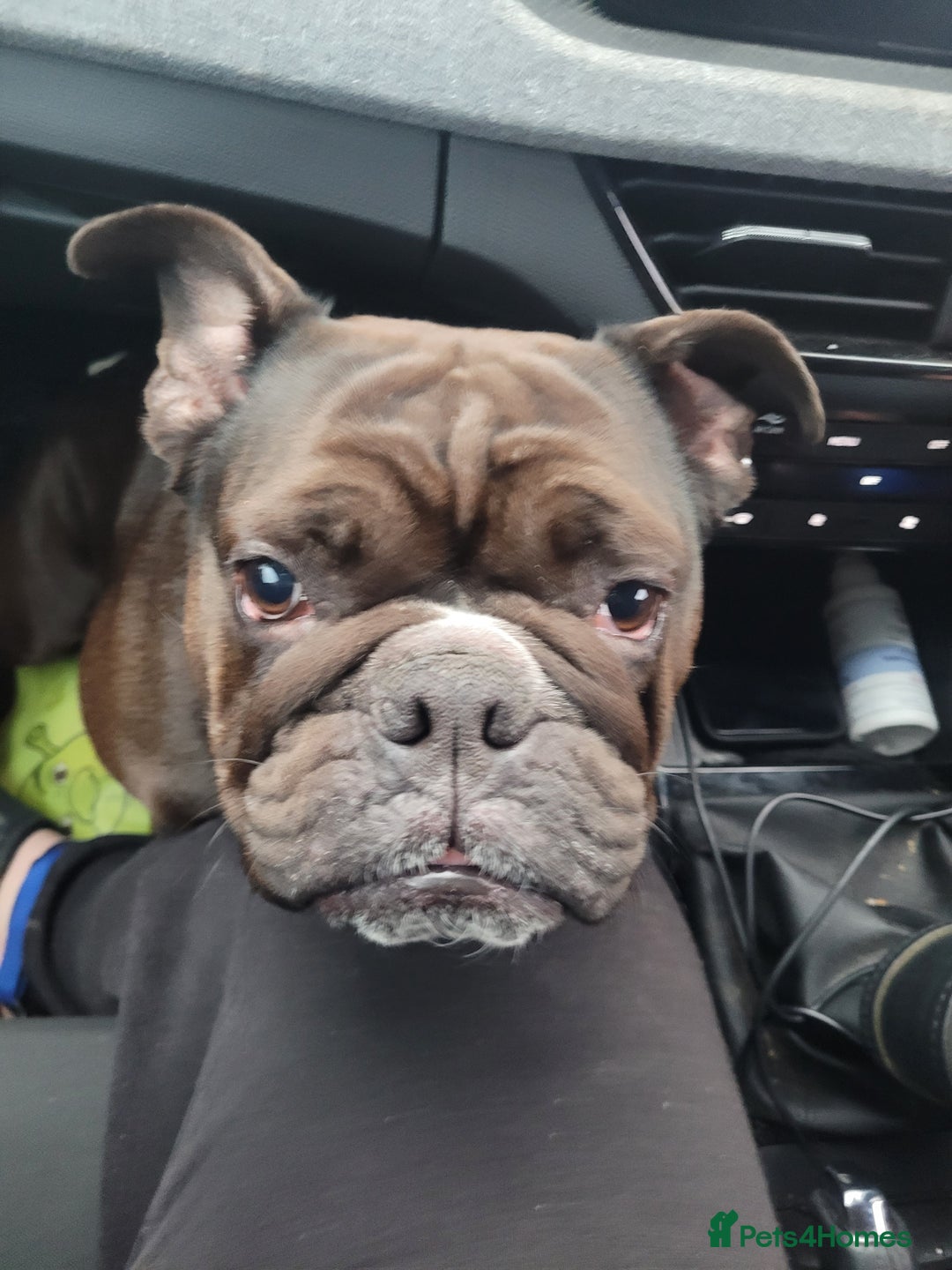 English Bulldog dogs for sale: Adult female bulldog  - Image 3