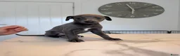 Whippet dogs for sale: KC Whippet Puppies  in Chesterfield - Advert 18