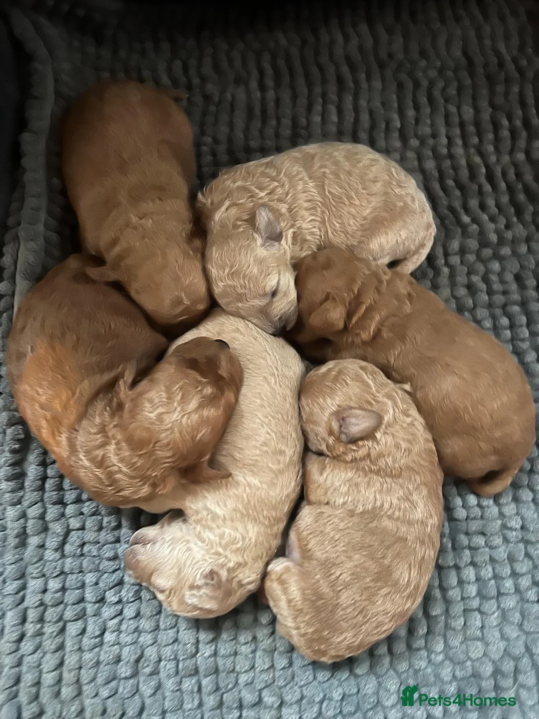 Miniature Poodle dogs for sale: Minature Poodle puppys!🐶🐾 - Advert 26