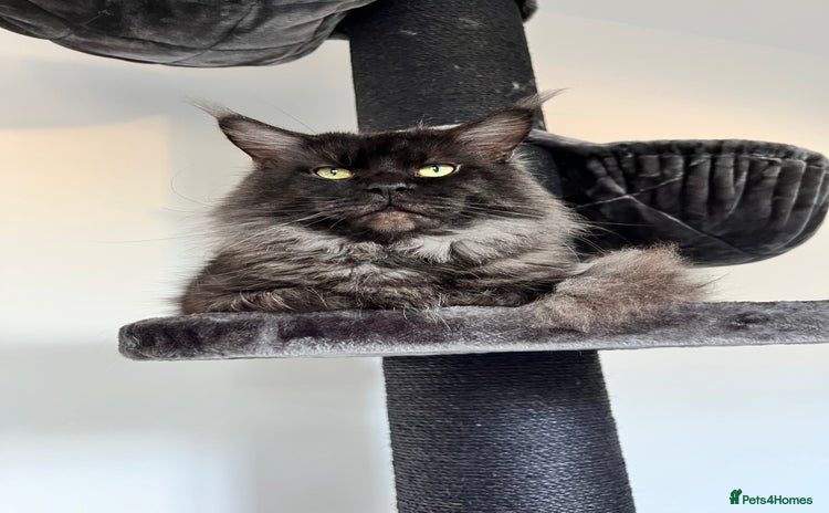Ragcoon cats - Advert 1