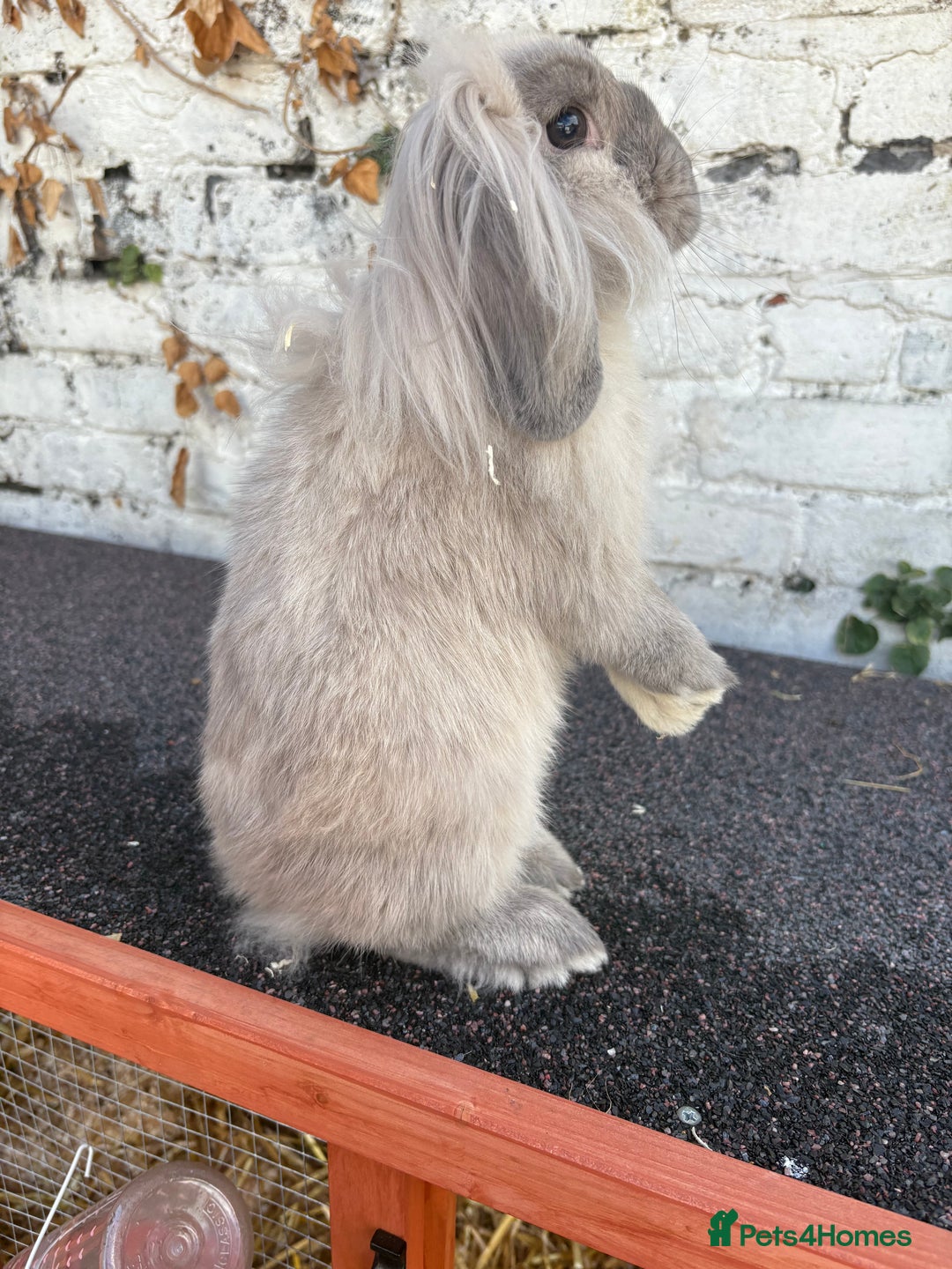 Mini Lion Lop rabbits for sale: Beautiful Lion Lop Sisters - Image 9