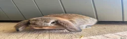 Mini Lop rabbits for sale: Baby lops  - Advert 2
