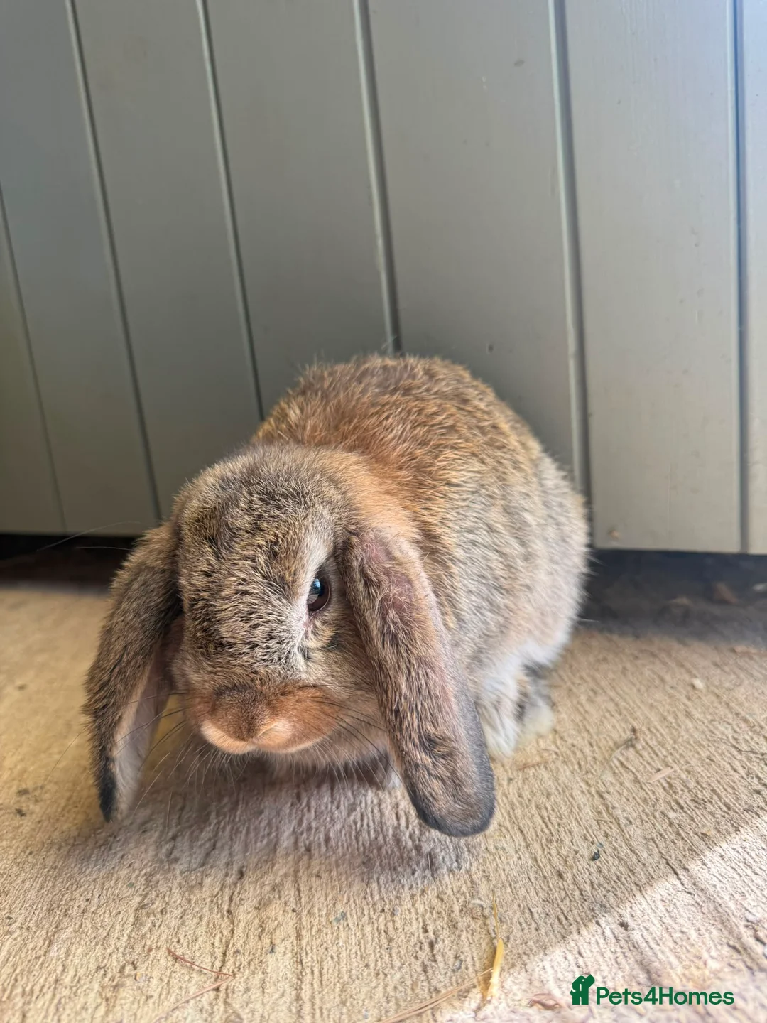 Mini Lop rabbits for sale: Baby lops  - Advert 2