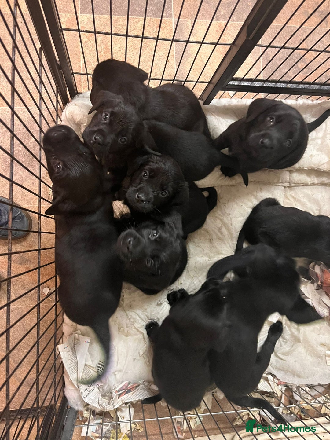 Mixed Breed dogs for sale: Labrador cross puppies - Advert 4