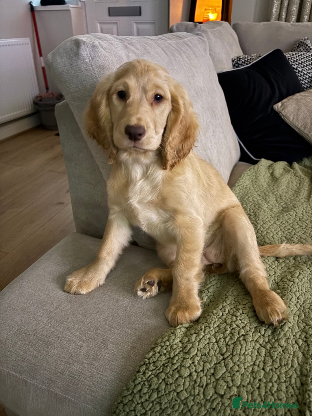 Mixed Breed dogs for sale: Beautiful female Cockapoo  - Advert 1