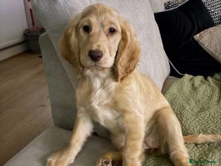 Mixed Breed dogs Beautiful female Cockapoo - Advert 1