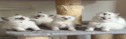 Ragdoll cats for sale: TICA Registered - Affectionate, Fluffy, Cuddly - Advert 6