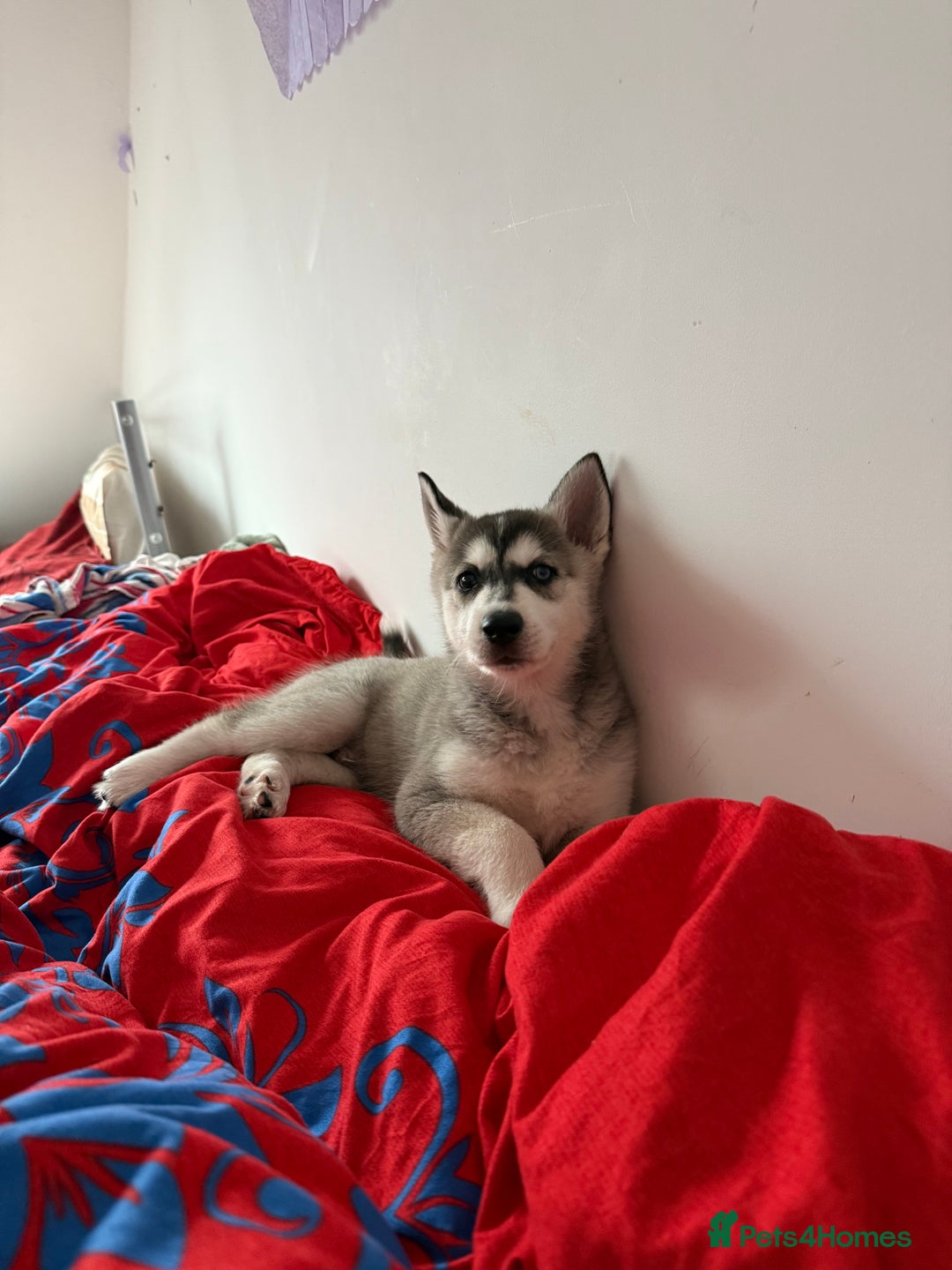 Siberian Husky dogs for sale: 13 week old husky (1 blue eye) - Advert 4