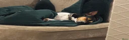 Mixed Breed dogs for sale: Jack Russell with 1/4 Yorki  - Advert 7