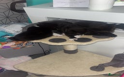 Mixed Breed cats for sale: 4 little girl kittens  - Image 3