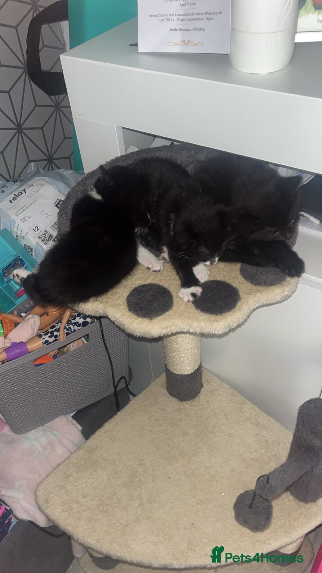 Mixed Breed cats for sale: 4 little girl kittens  - Image 3
