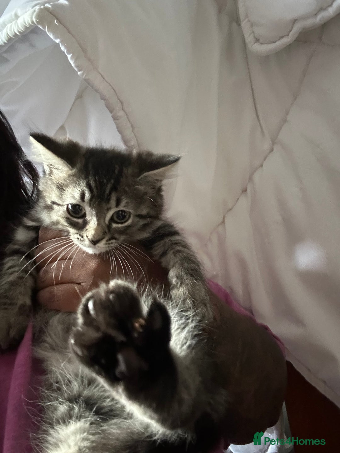 Mixed Breed cats for sale: 5 kittens for Sale - Image 2
