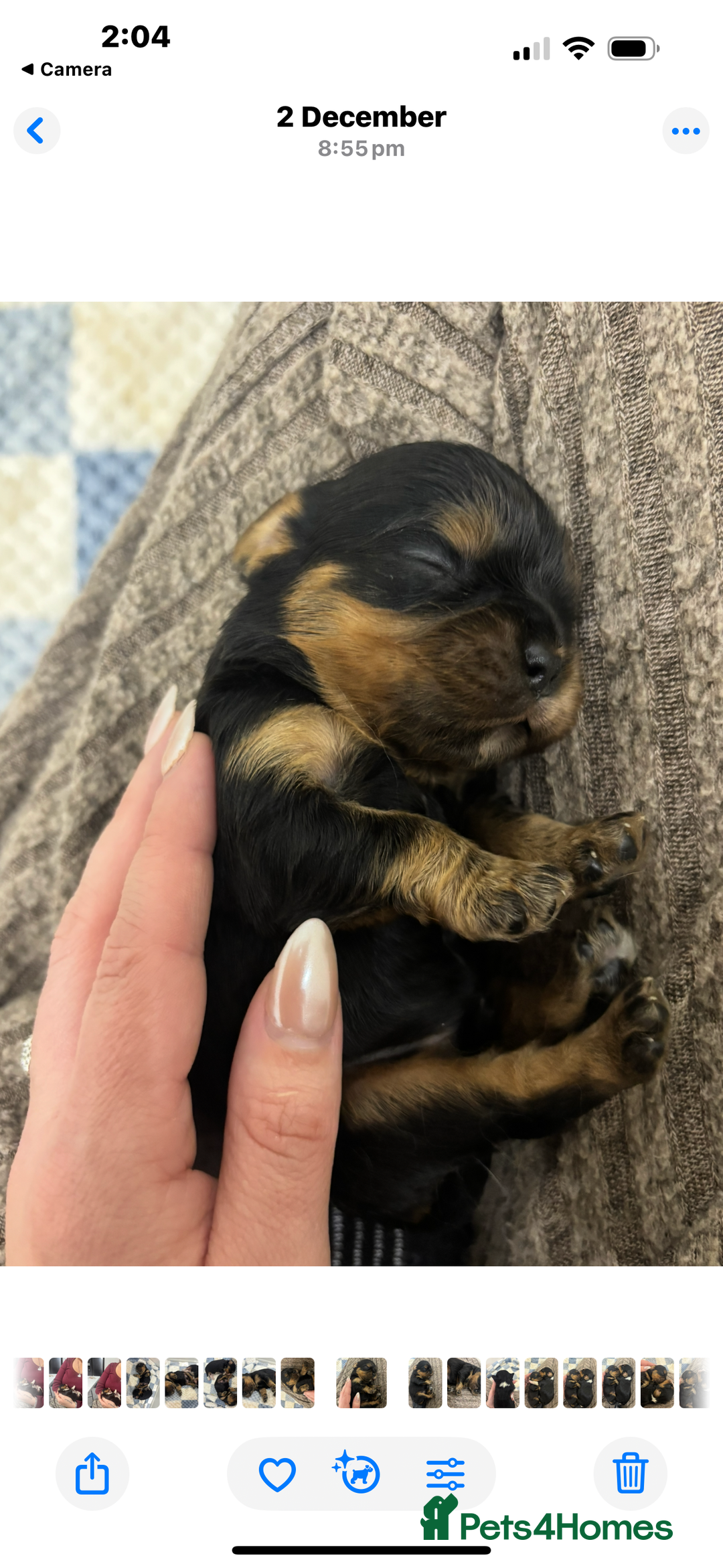 Cavalier King Charles Spaniel dogs for sale: Two beautiful kc boys  - Advert 12