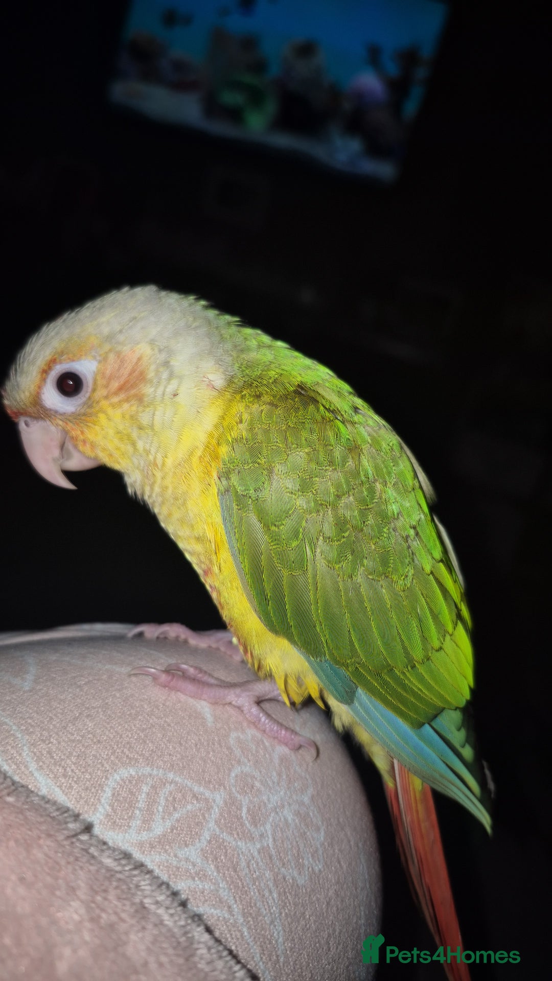 Conures birds for sale: Hand reared Male Conure 4 months old  - Advert 6